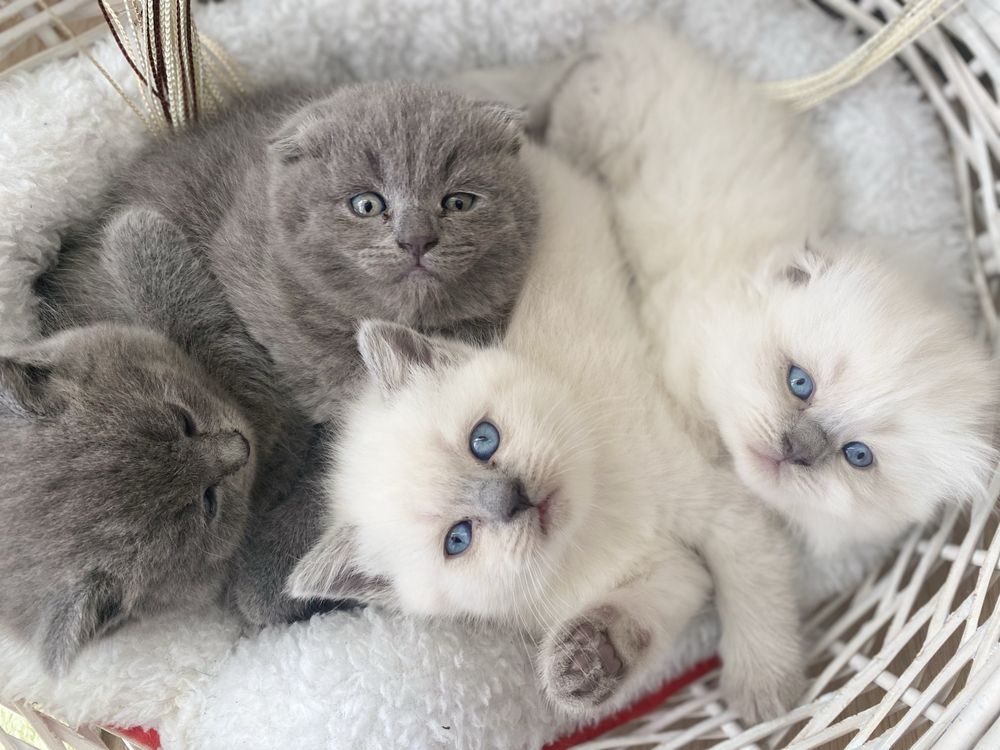 Котеня голубе шотландець