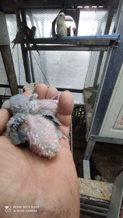 Bebés de rosicoller para criar á mão