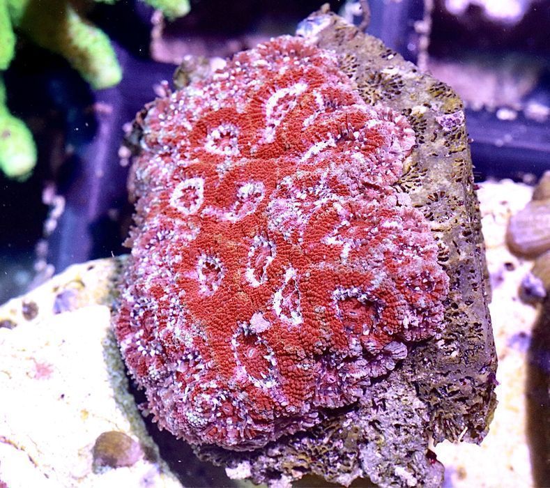 Micromussa Red Koralowiec FLUOLAMPS.PL WYSYŁKI