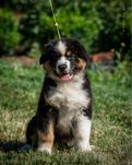 Шикарний хлопчик ауссі