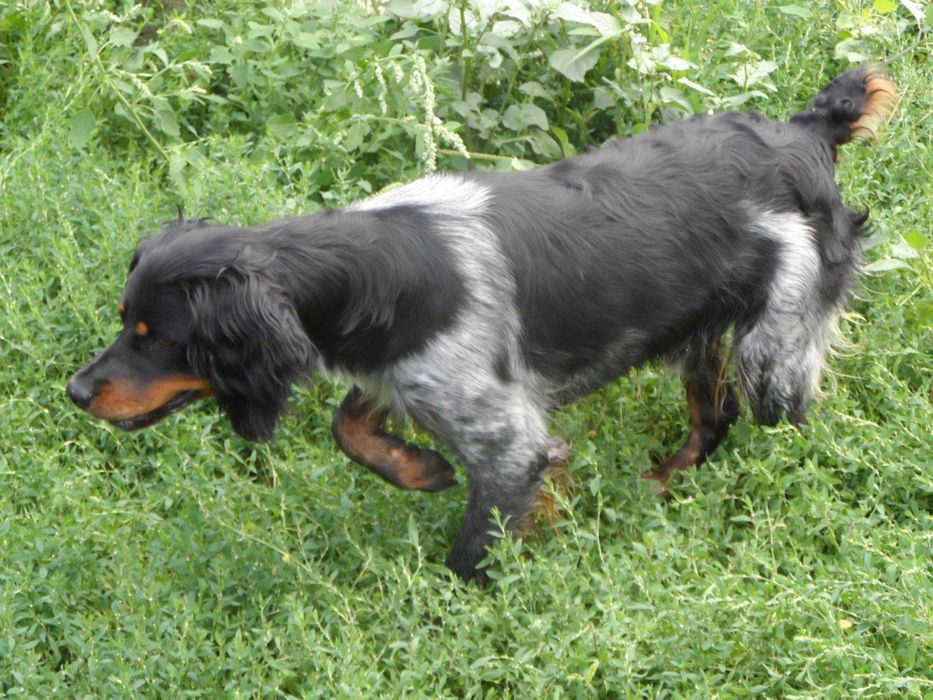 Epagneul Breton Variedade Tricolor LOP/Pedigree/Afixo.