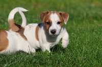 Piesek Jack Russell Terrier / BREFIO