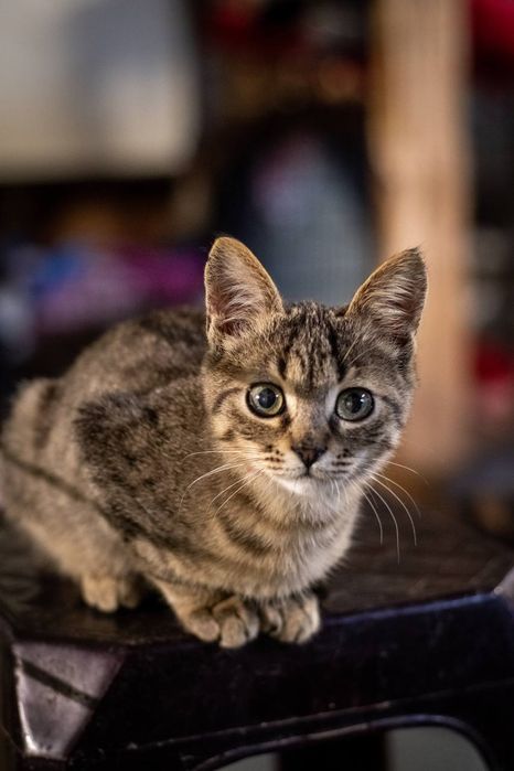 Отдам даром в добрые руки котят