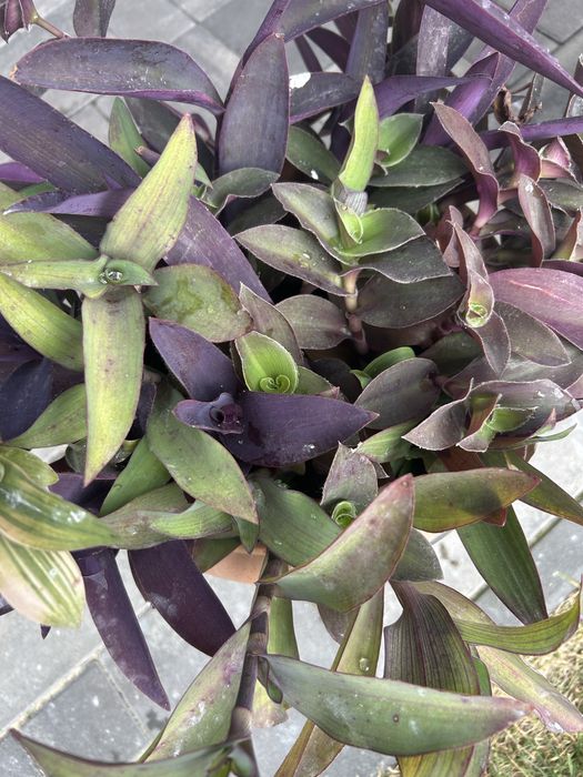 Zestaw Trzykrotek Mix 25zł