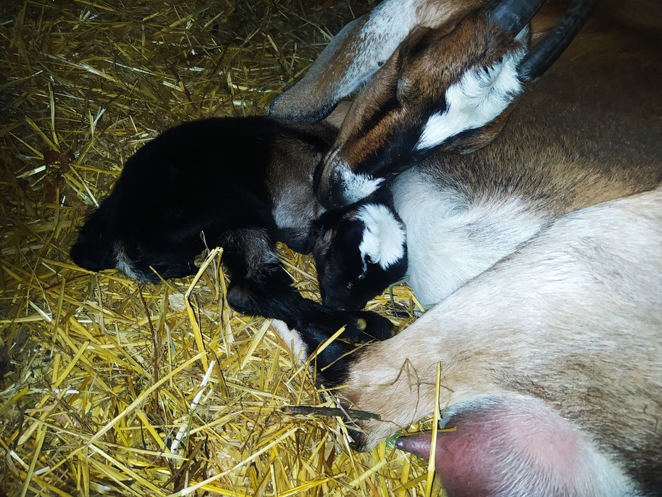 Продам англо-нубійські козенята,вік.1 міс