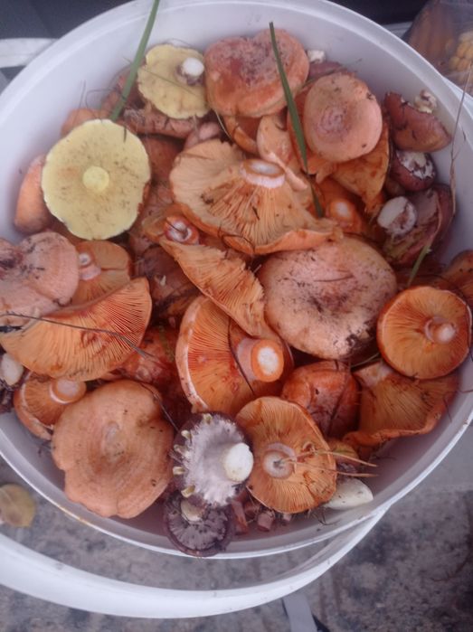 Rydze świeże zbierane  na zamówienie