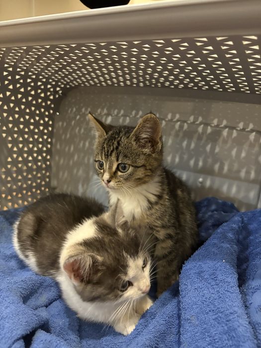 MAŁE KOTKI! Do oddania w dobre ręce