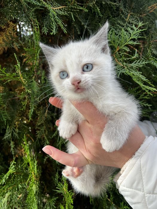 Кошенята біло сірі