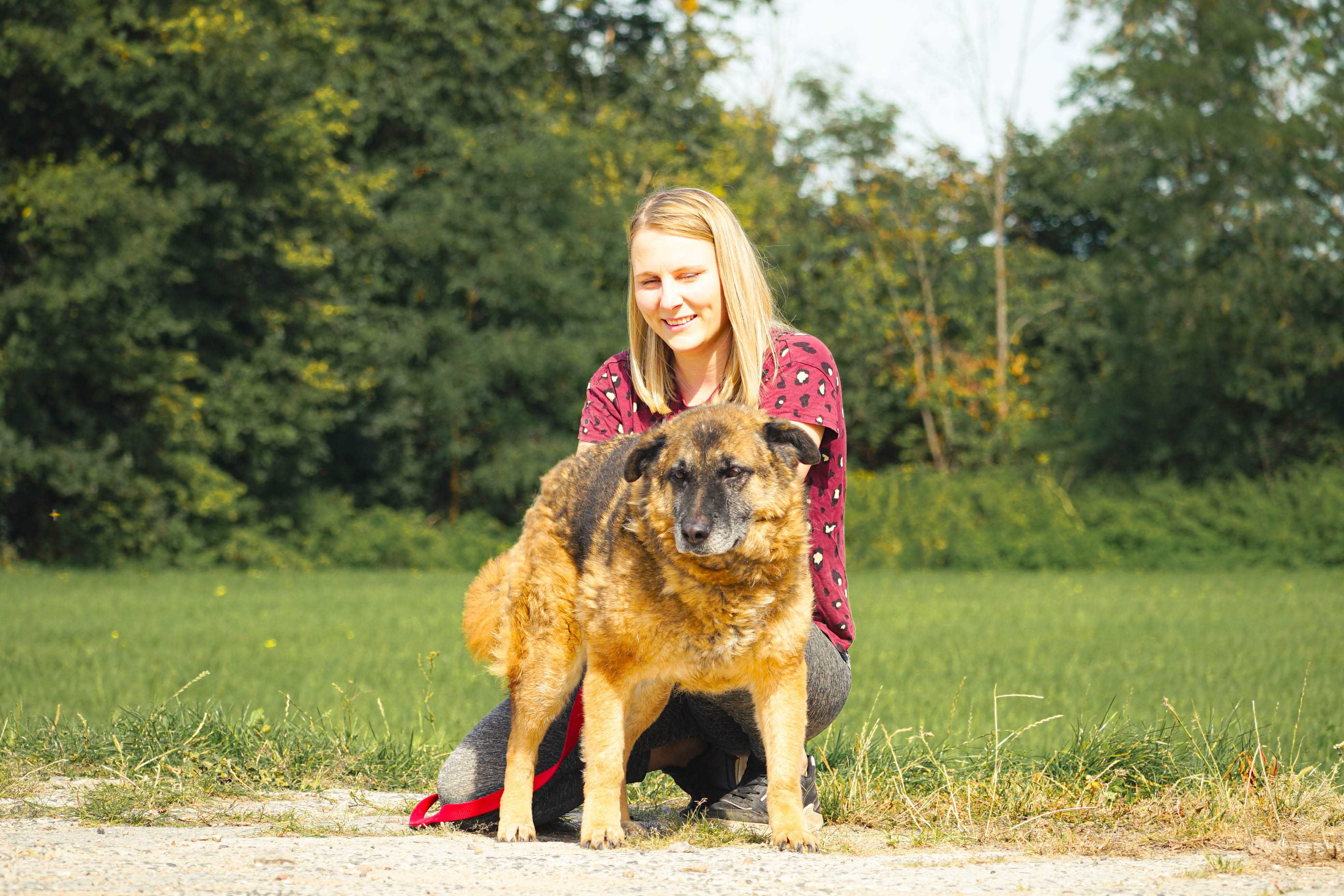 Dimi - psi senior szuka domu