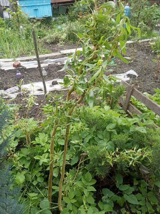 Верба королівська кучерява