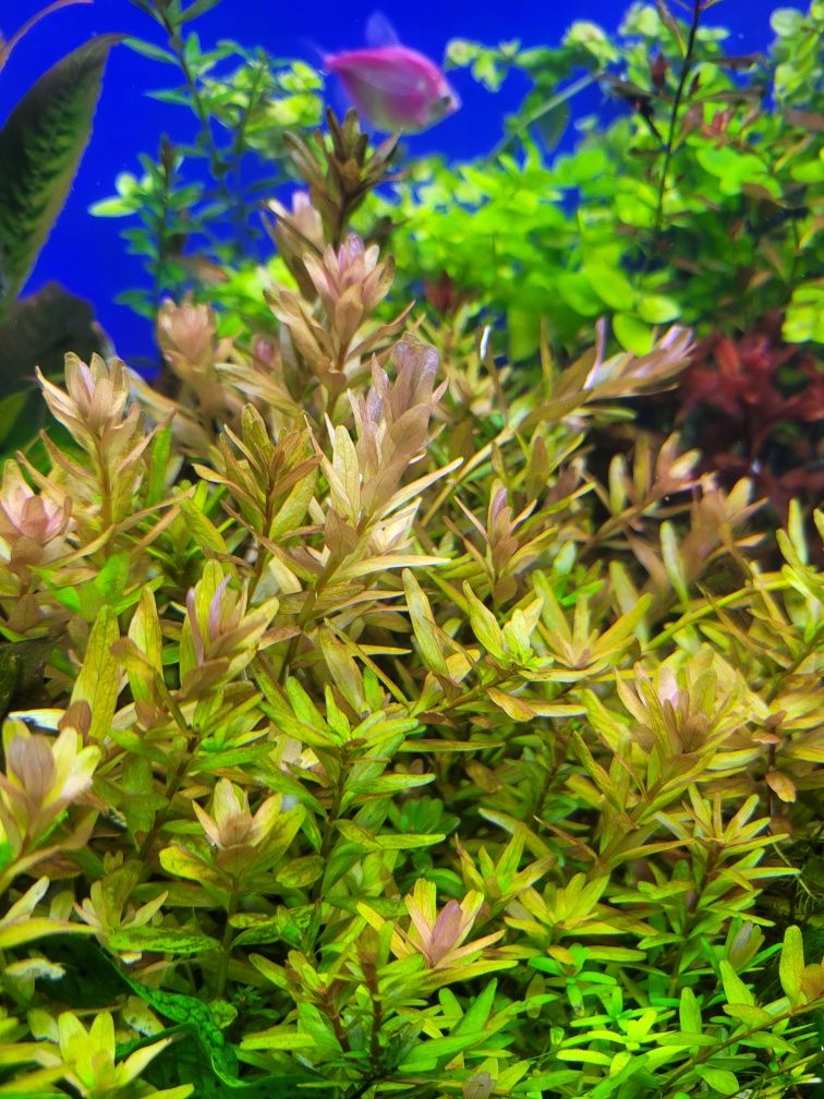 Rotala Colorata gr