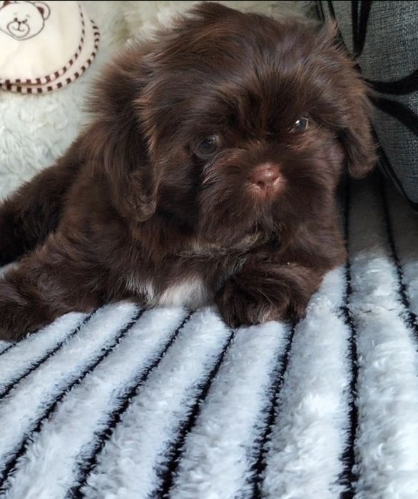 Shih Tzu śliczna czekoladowa 8 tygodniowa suczka
