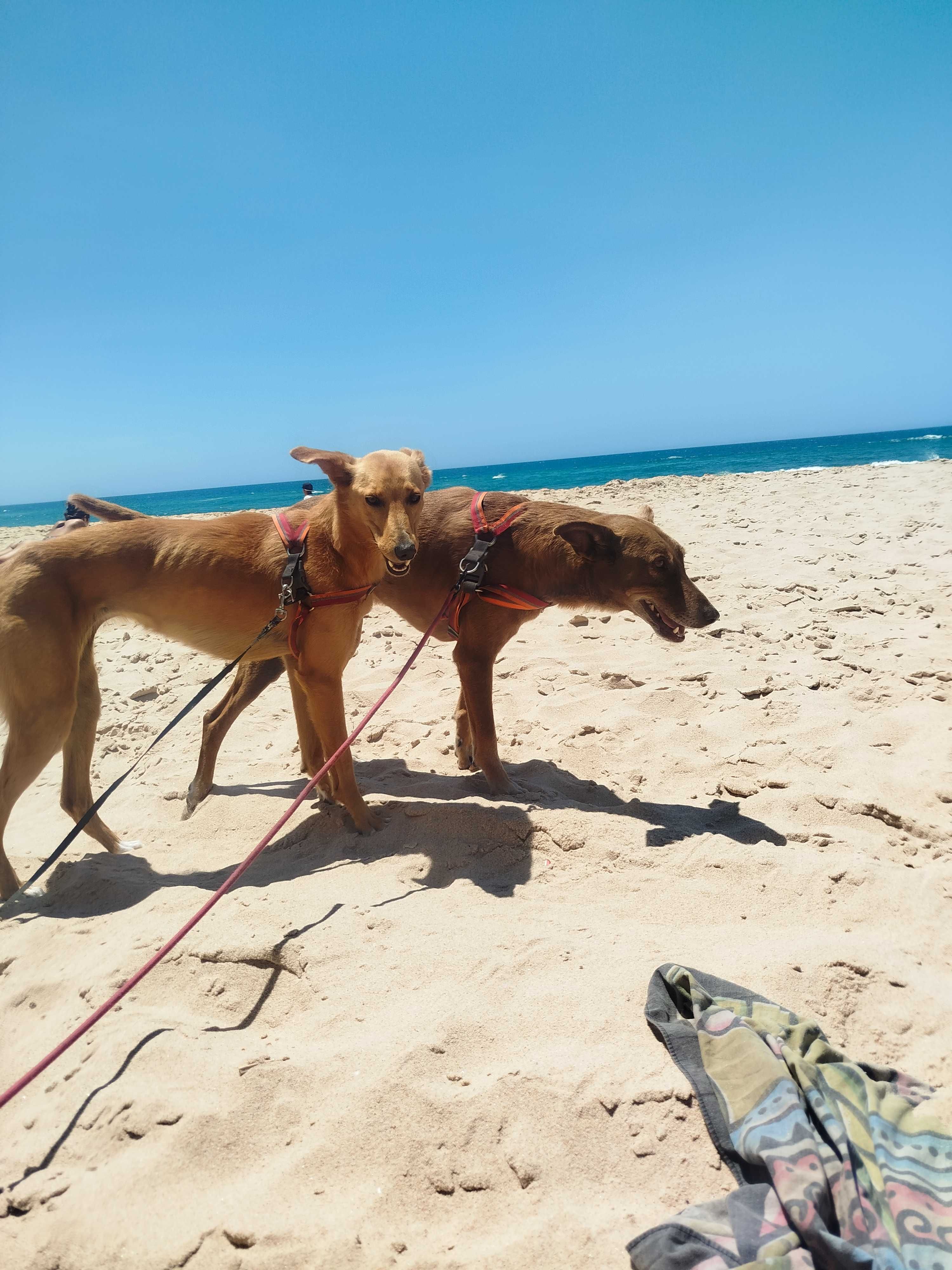 Pet sitting  Algarve lagos, budens, Sagres, etc