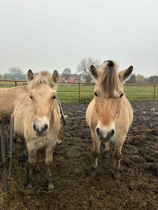Sprzedam źrebaka rasy fiord