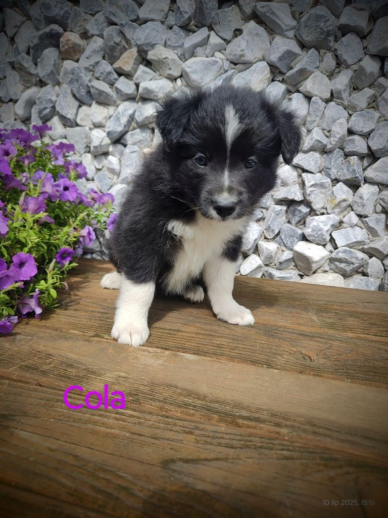 Border collie śliczna suczka przebadani rodzice