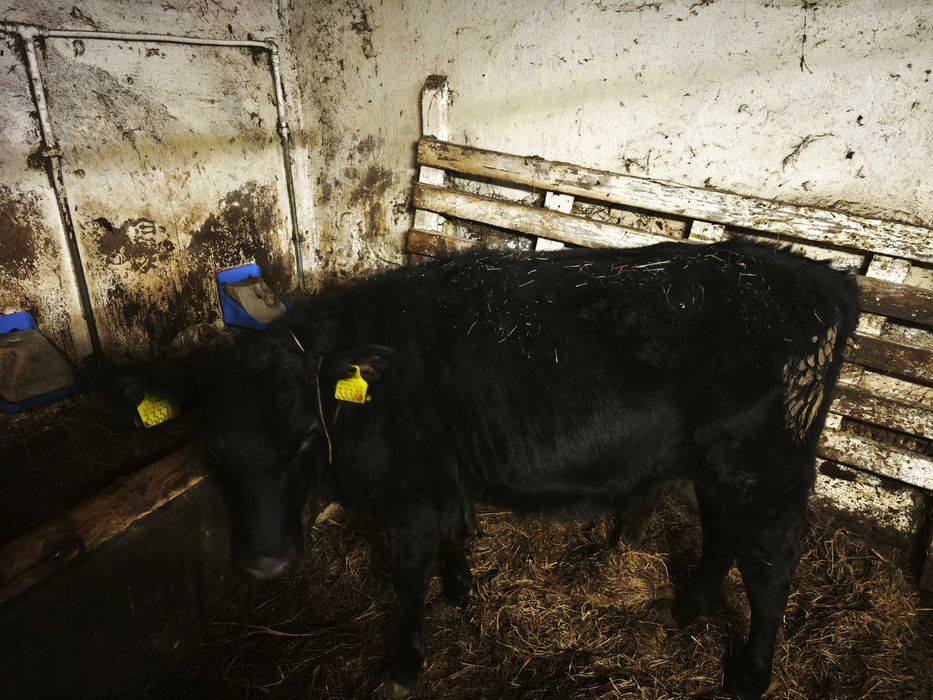 Jałówka roczna i druga pół roku