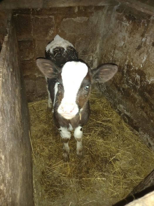 Продается телочка,1,5 месяца.Чугуевский р-н,Каменная Яруга.