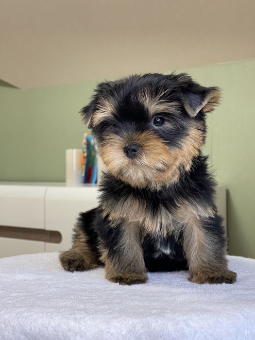 йоркширський тер'єр