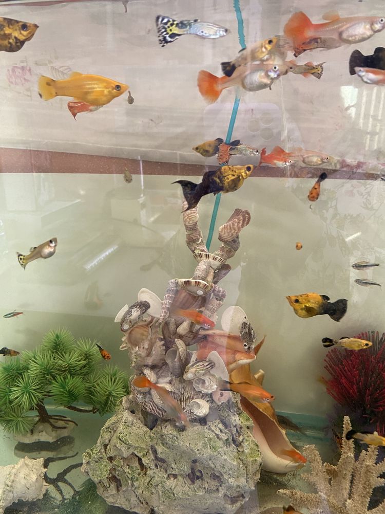Peixes variados e aquarios