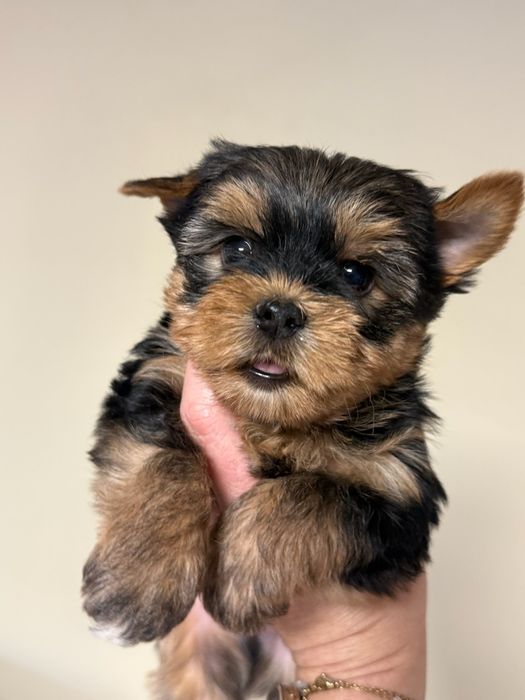 Yorkshire terrier suczka