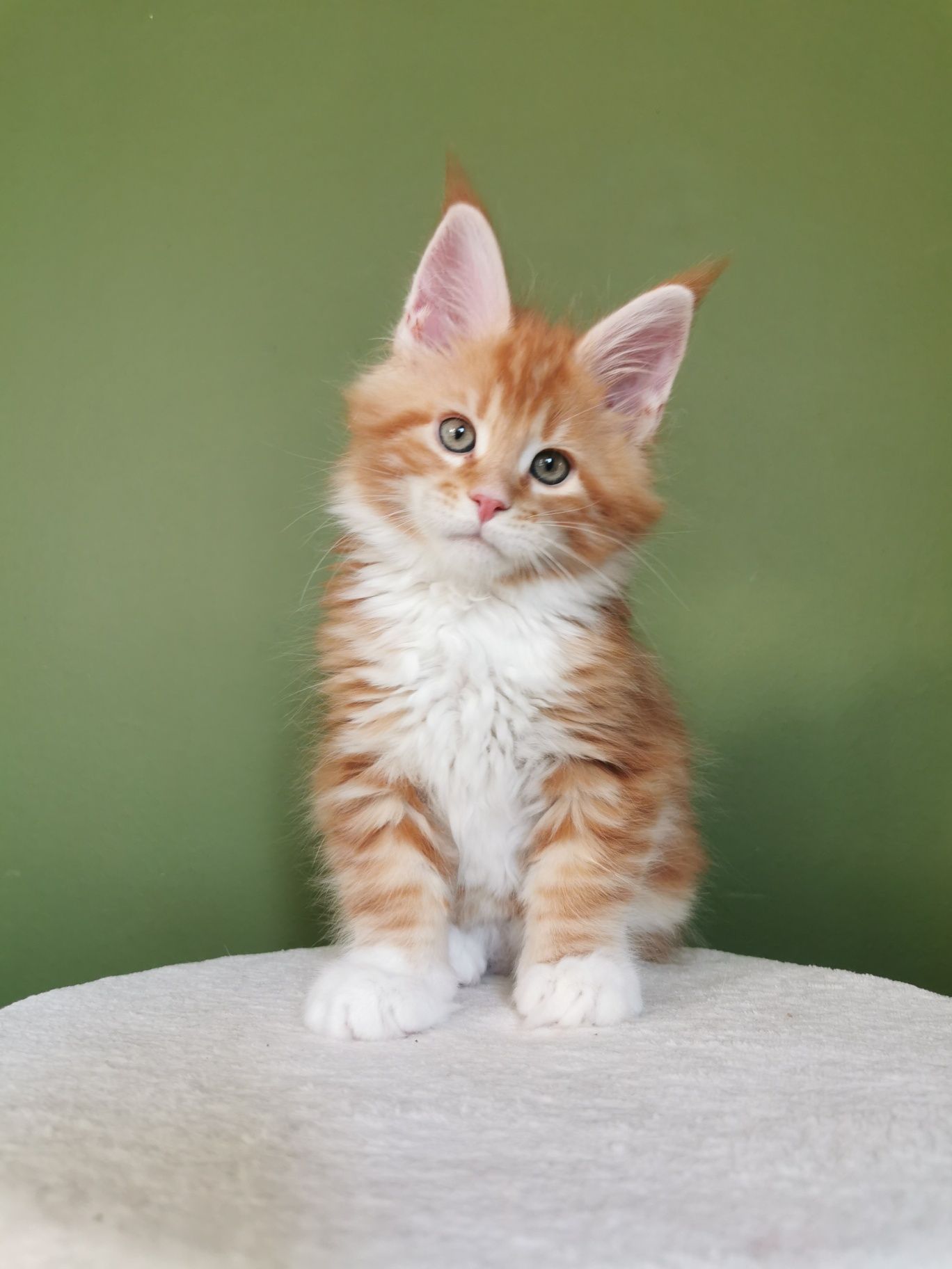 Piękny rudy kocurek Maine Coon Rodowód FIFe