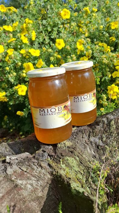 Miód rzepakowy – naturalna słodycz prosto z natury!