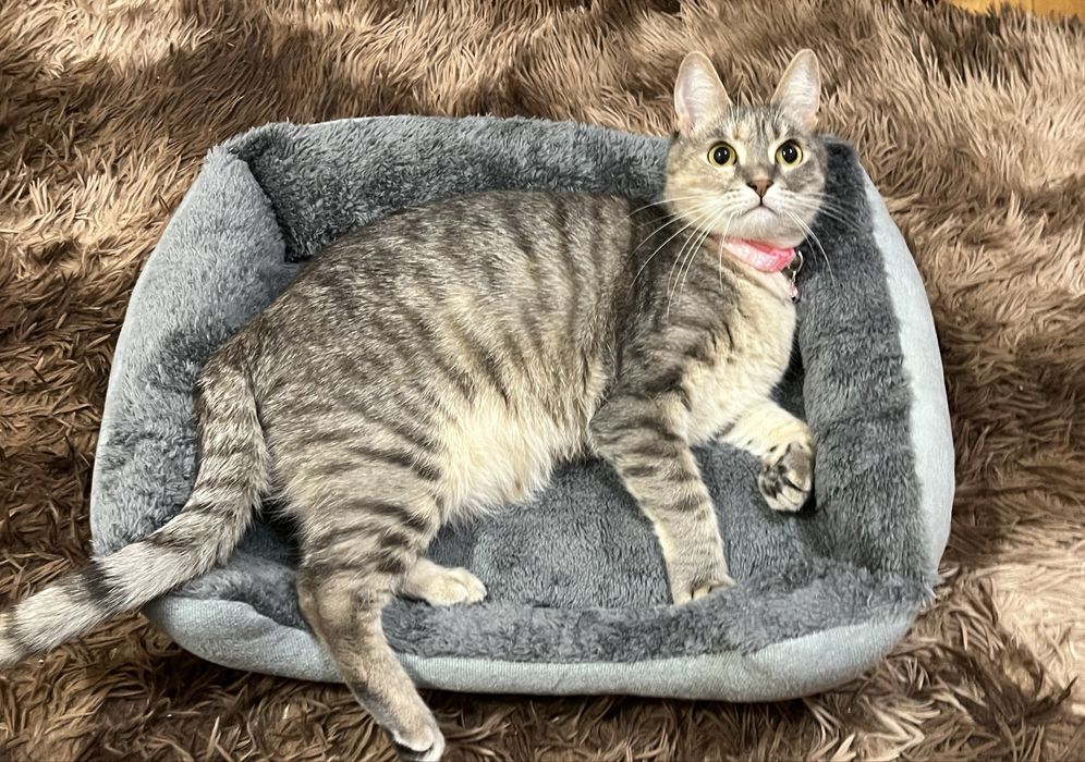 Лежанка для кота