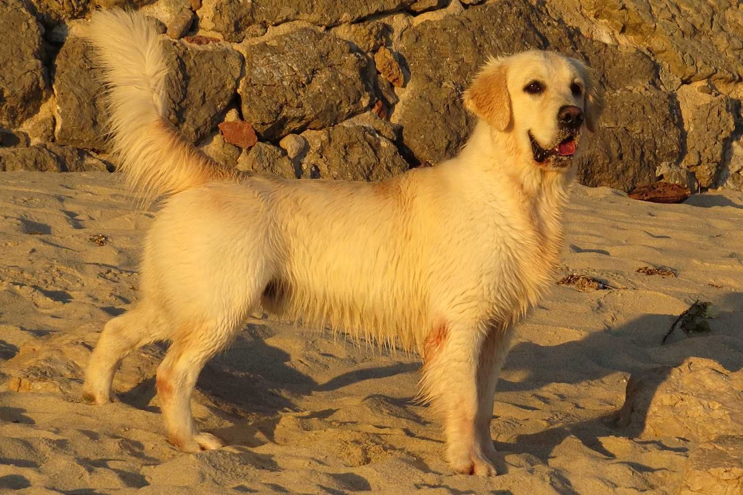 Golden Retriever macho para acasalar, todos testes ok com LOP e afixo