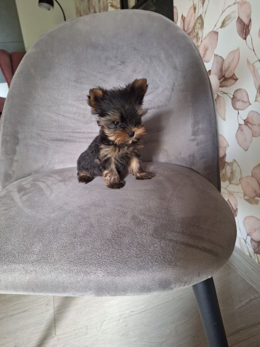 York yorkshire terrier piesek mini