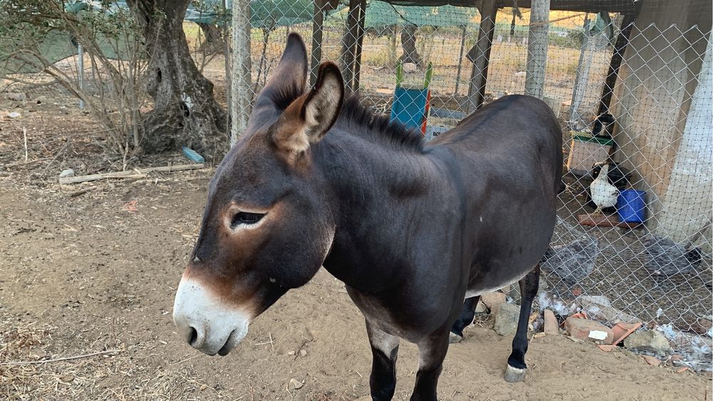 Burro muito manso venda ou troca