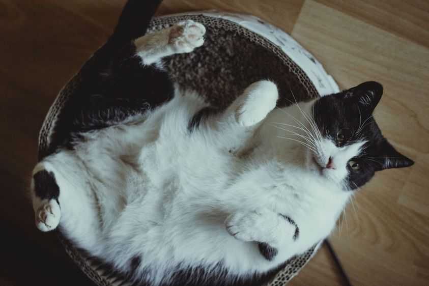 Guzik kot do adopcji czarno biały dorosły kociurek ze schroniska dom
