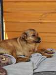 Cudna Giulia do adopcji, suczka, adoptuj