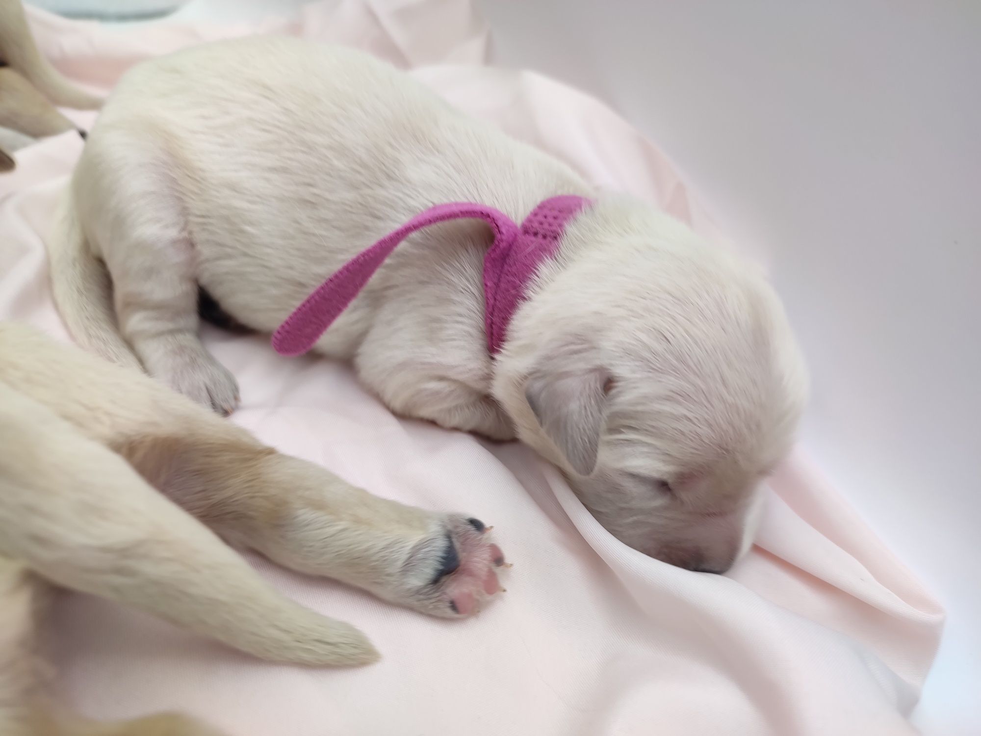 Golden retriever suczka do rezerwacji