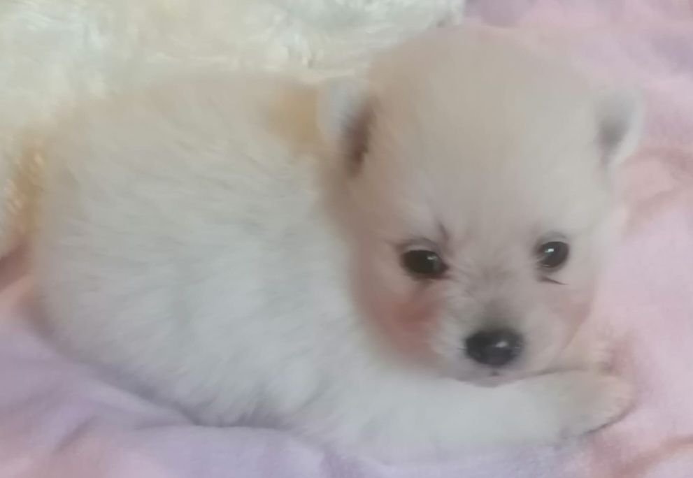 Spirz Anão  Lulu da pomerânia Branco   da pomerânia Anão  Spitz Anão