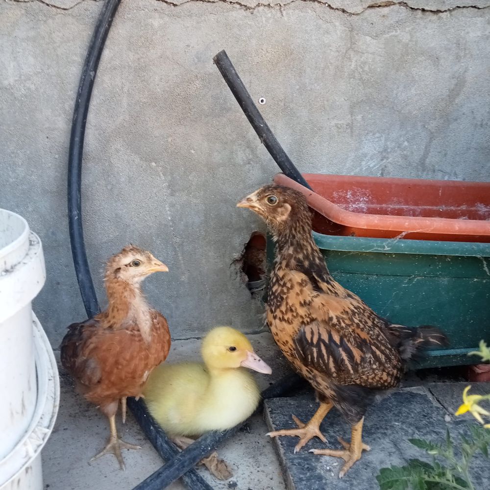 Perus e patos  e galos