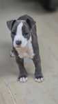 American staffordshire