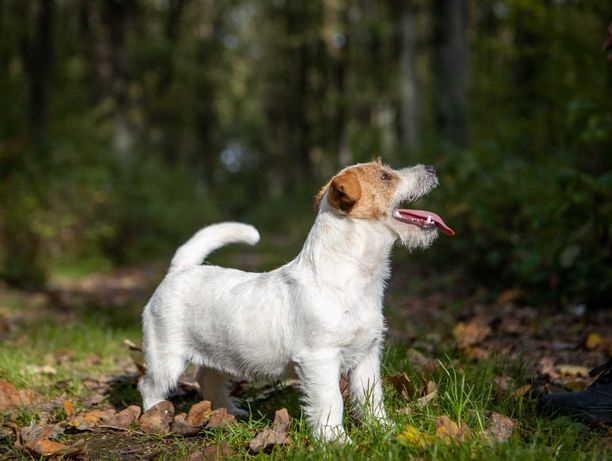 Jack Russell Terrier ZKwP  FCI