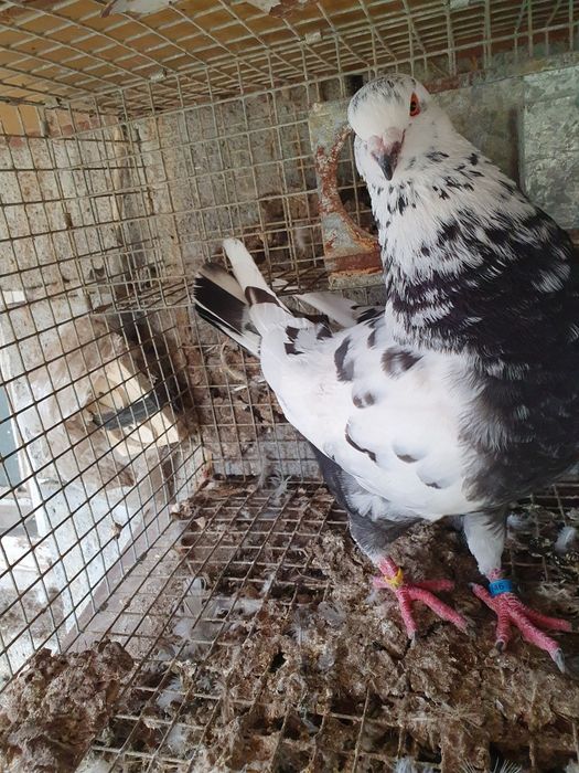 Zamienię gołębie na inne zwierzęta