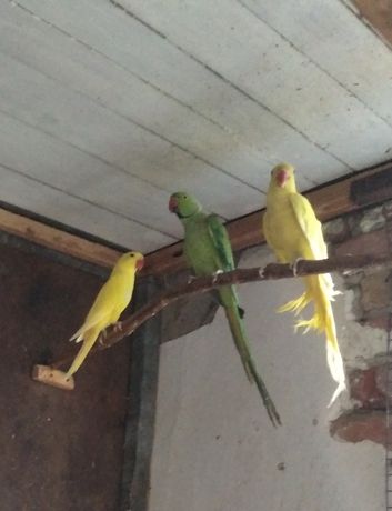 Папуги Ожерелові