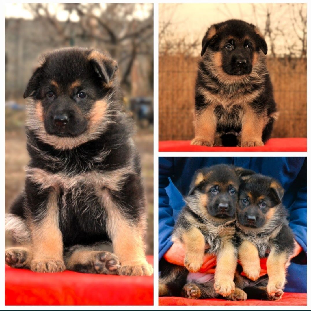 Гарнющі цуценята