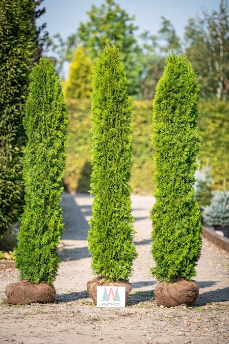 Thuja TOSCAN 'Smaragd' PROMOCJA Tuja Żywotnik zachodni TOSCAN