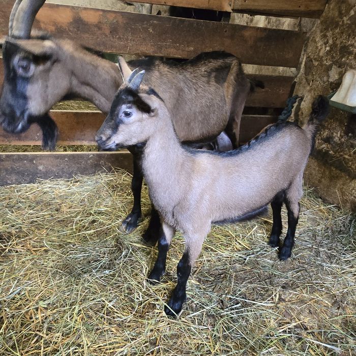 Sprzedam kozę alpejską