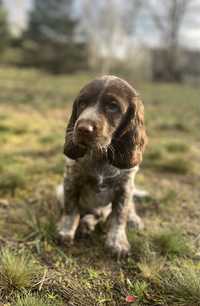 szczenię Polski Spaniel Myśliwski