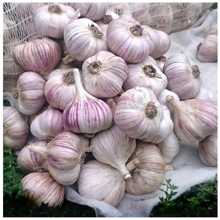 Часник сорт Любаша  ОПТ