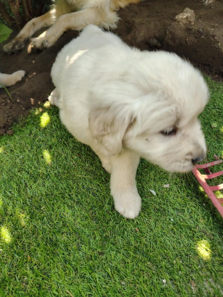 Golden Retriever