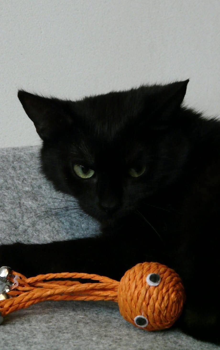 do adopcji kotka STANLI