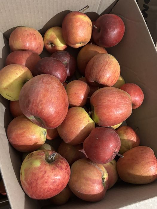 Продам яблука\ яблоки домашні