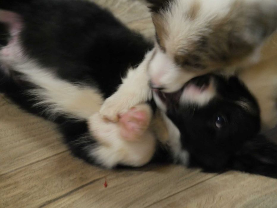 Border Collie chłopak