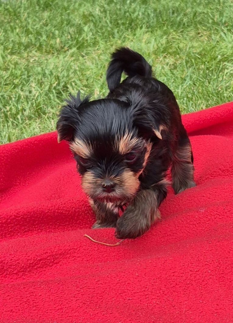Yorkshire Terrier York ZKwP FCI rasowy po championach