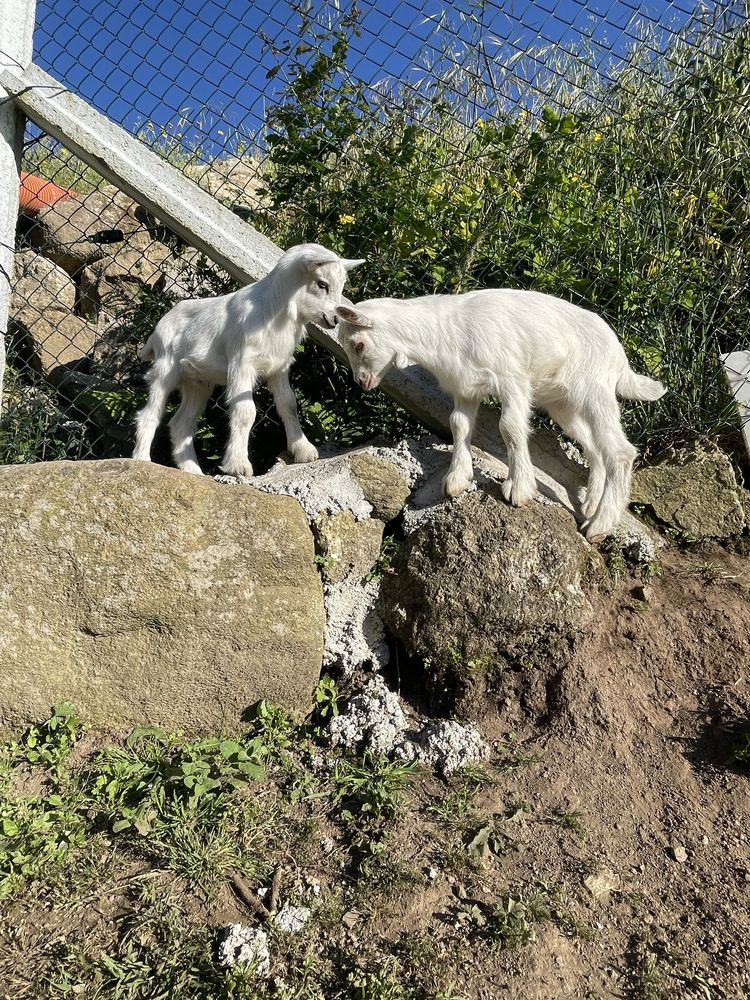 Vendo cabrito macho